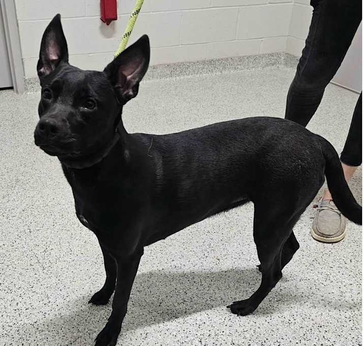 Photo of TAYLOR ★ Available NOW - ADOPTION or RESCUE!