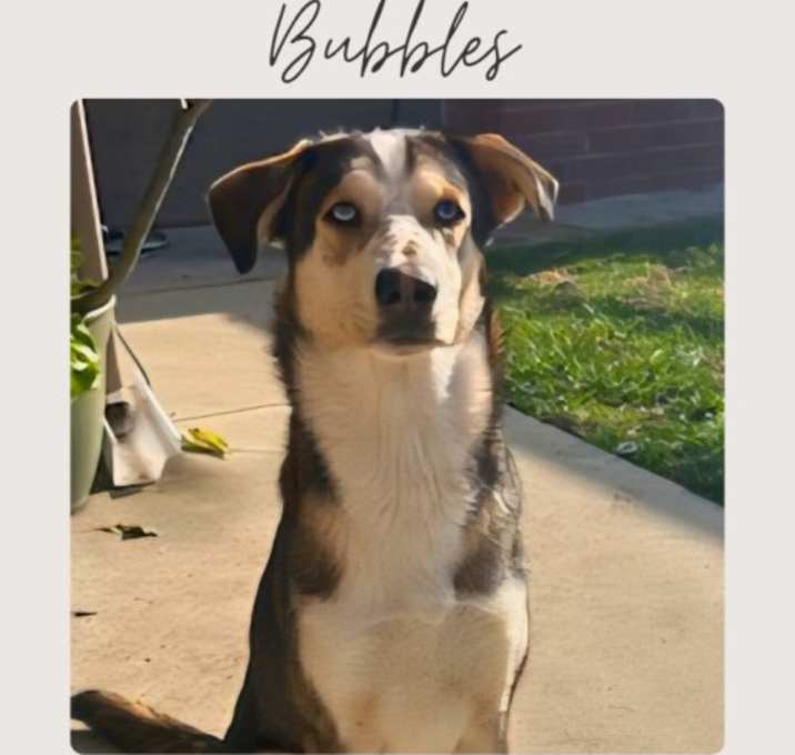 Photo of BUBBLES