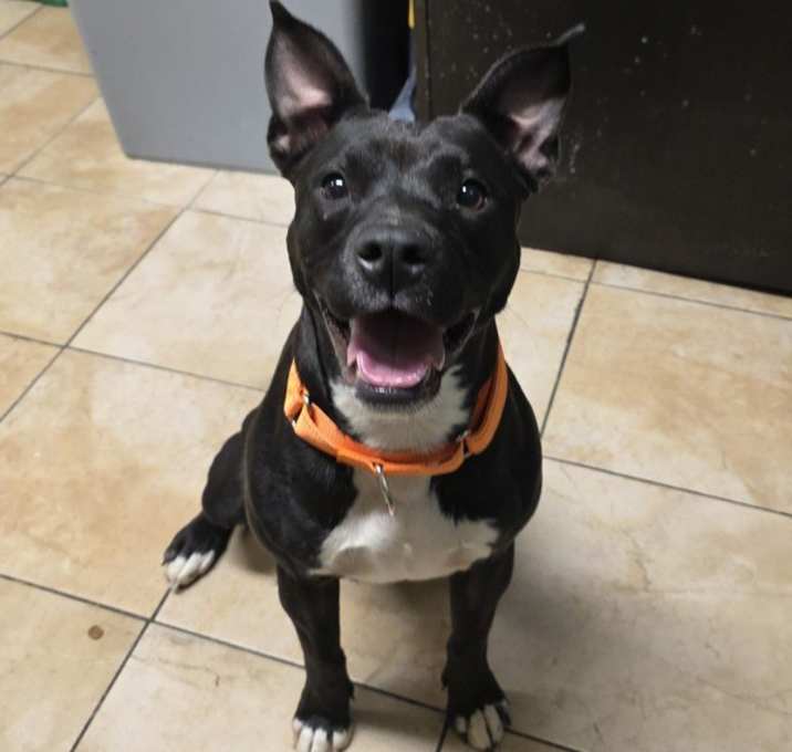 Photo of Linzer (mcas)