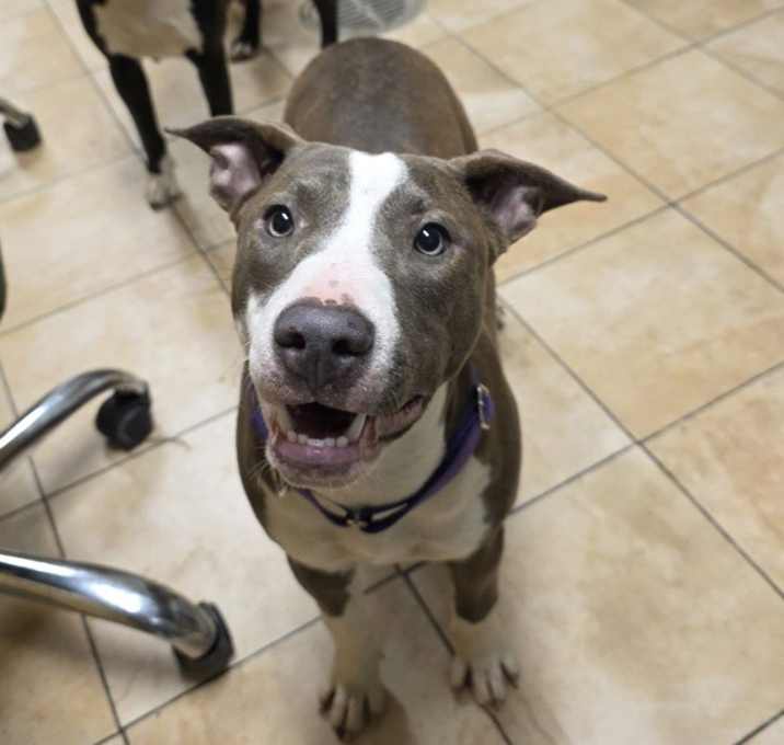 Photo of Pizelle (mcas)