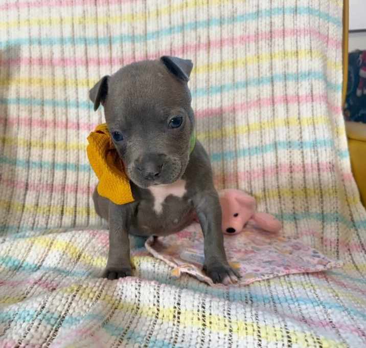 Photo of John Beatle