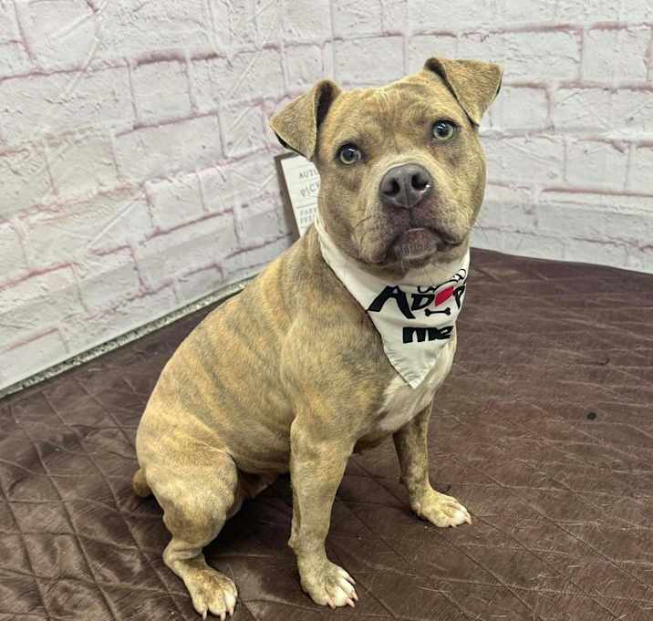 Photo of Rebel Ribbon