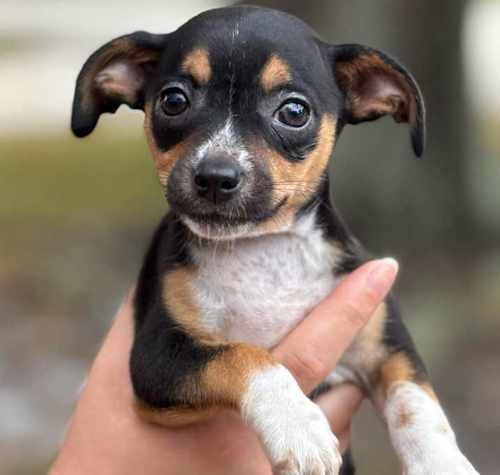 Photo of Pepper Leaf