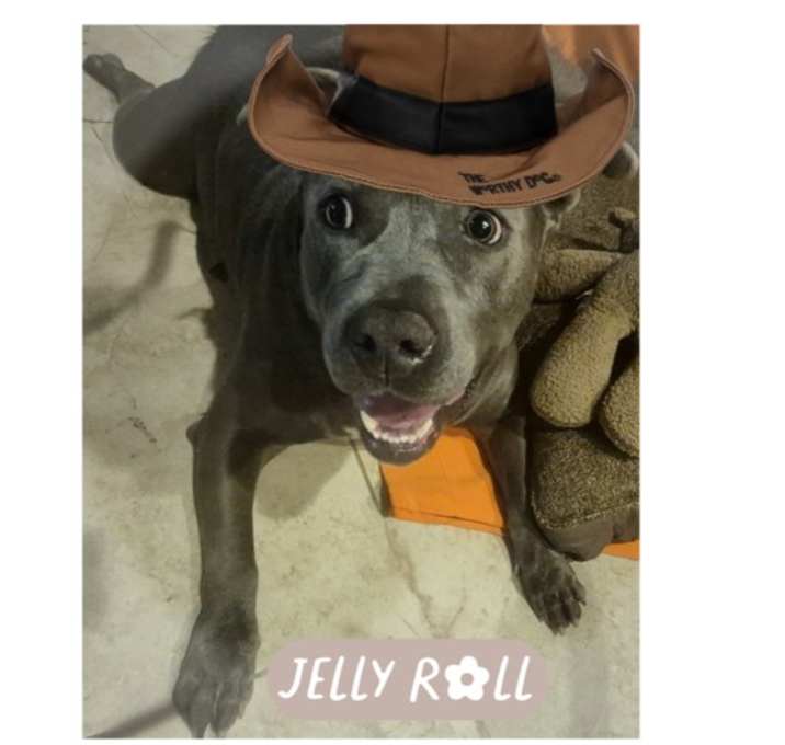 Photo of JELLY ROLL