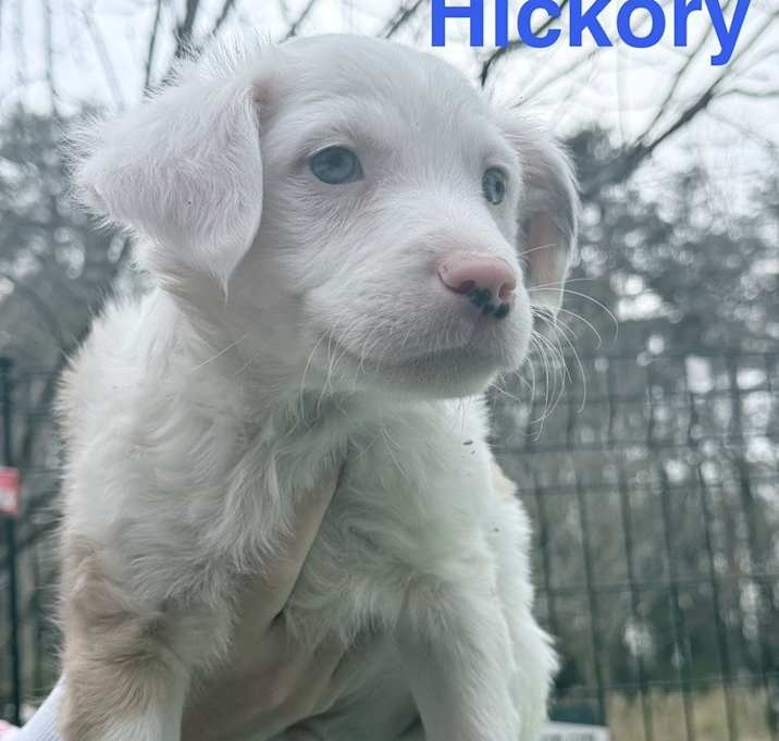 Photo of Hickory