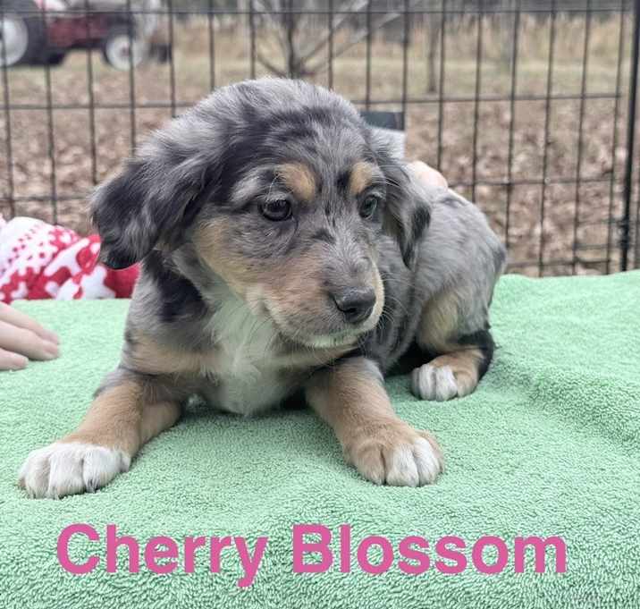 Photo of Cherry Blossom