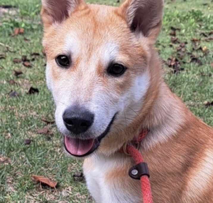 Photo of Whisky (S. Korea) HZ