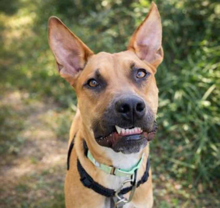 Photo of Dawson - Available in Foster