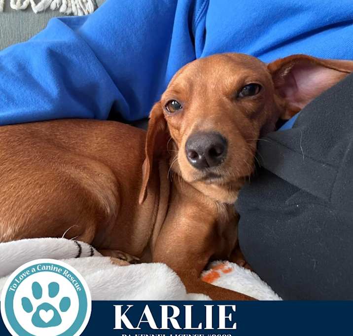 Photo of Karlie (The K-pack) 122025