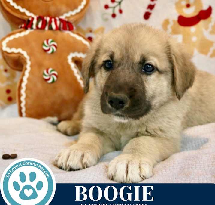 Photo of Boogie (Dance pups) 122025
