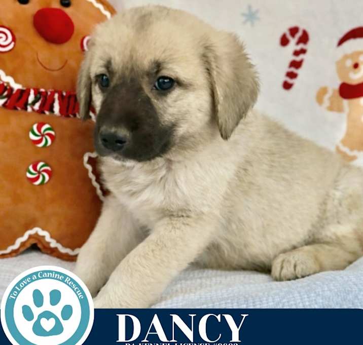 Photo of Dancy (Dance pups) 122025