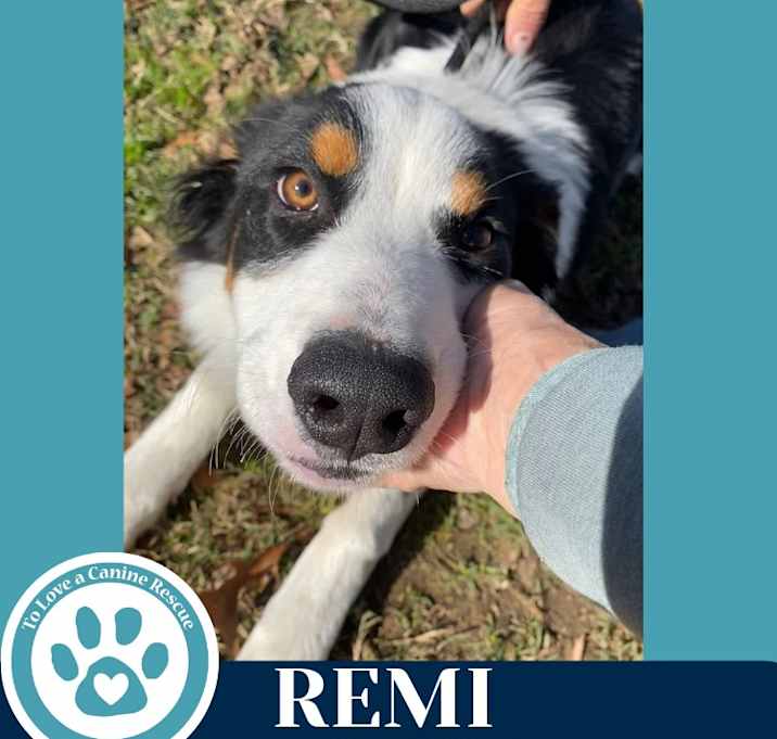 Photo of Remi 122025