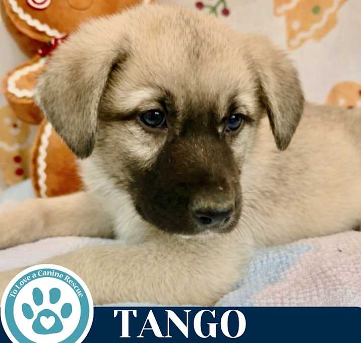 Photo of Tango (Dance pups) 122025