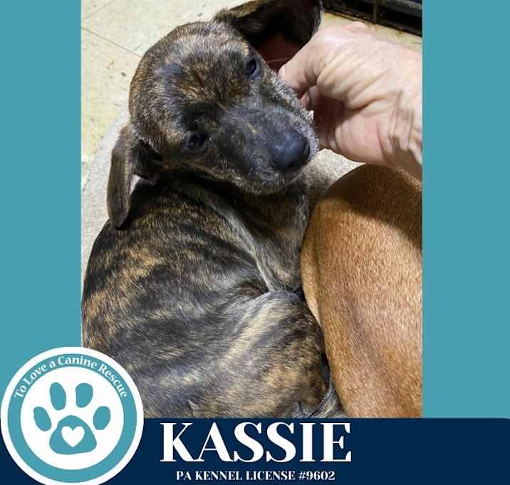 Photo of Kassie (Katie K-pack Pup) 122025
