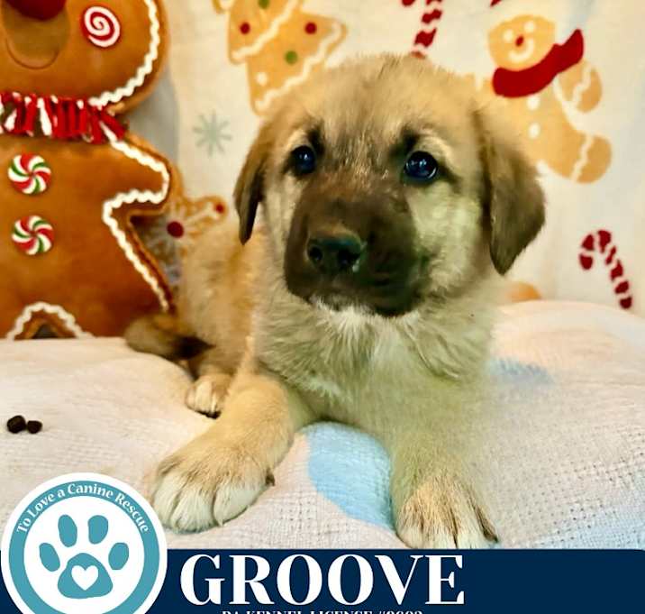 Photo of Groove (Dance pups) 122025