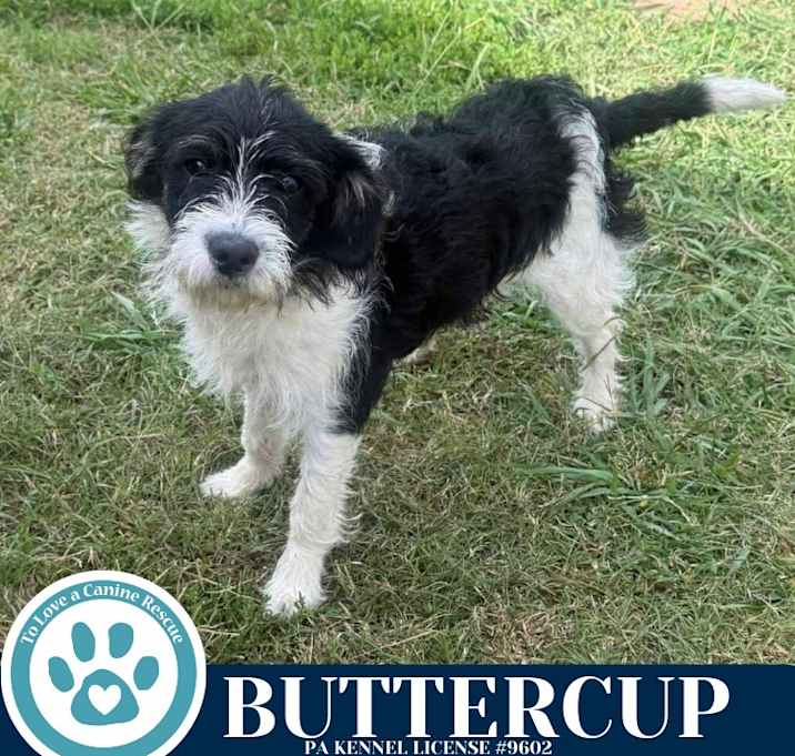 Photo of Buttercup 122025