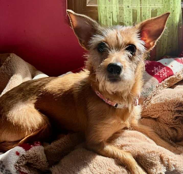 Photo of Lollie (25-161 D)