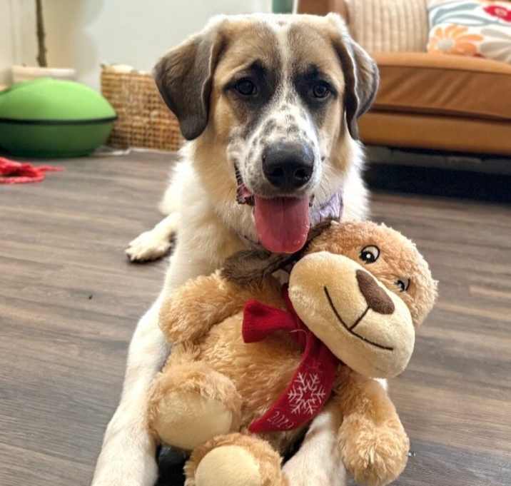 Photo of Bear Bestest Boy