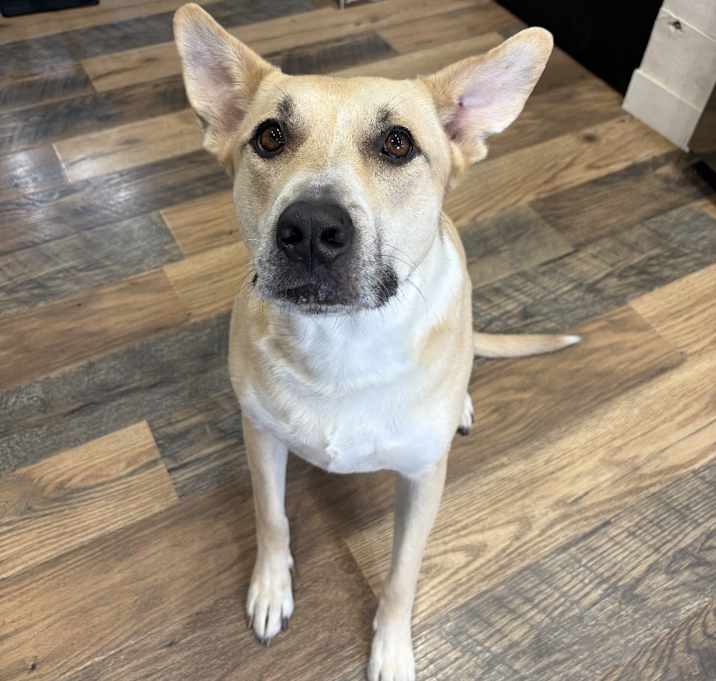 Photo of Charlie Girl