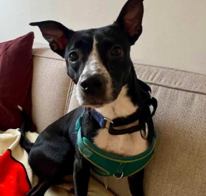 Photo of Little Girl