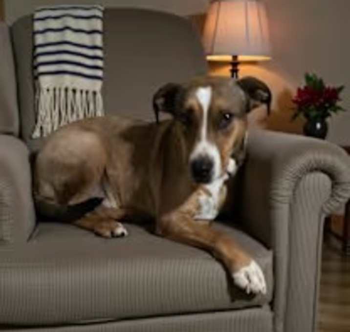 Photo of Whiskey SOS>2 yr in rescue