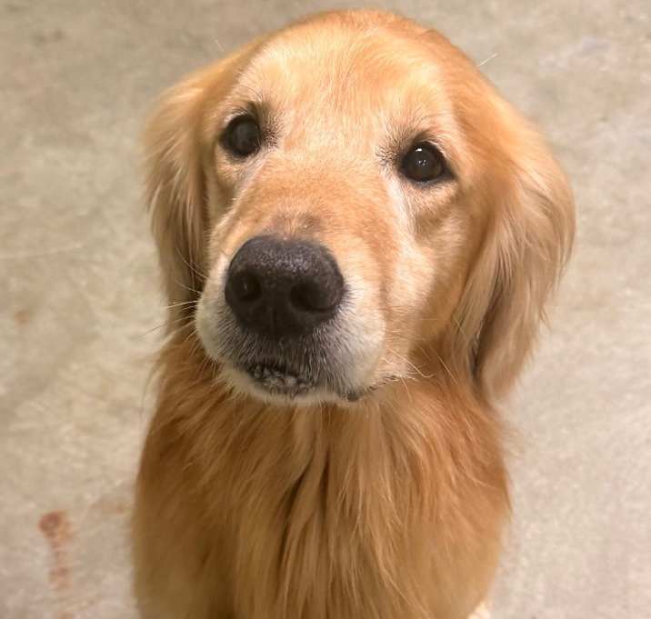 Photo of Shadow - APPLICATIONS CLOSED