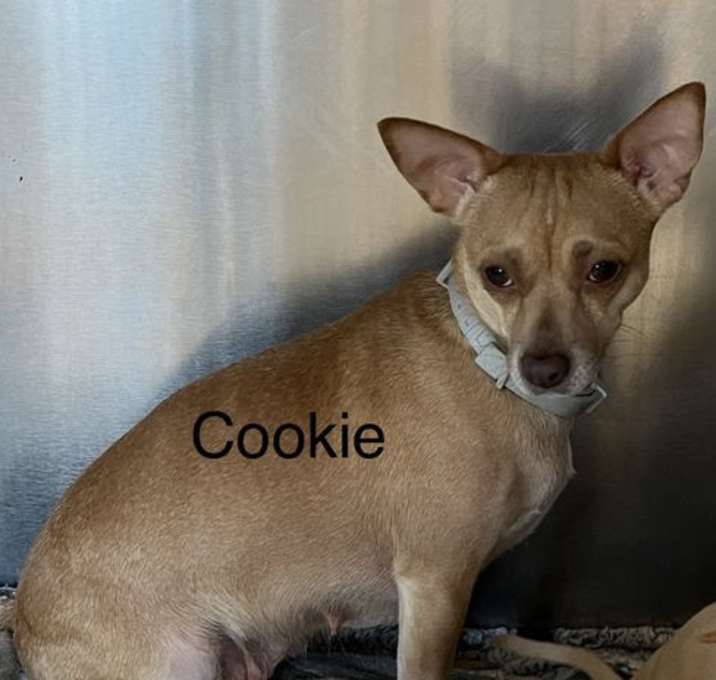 Photo of Cookie