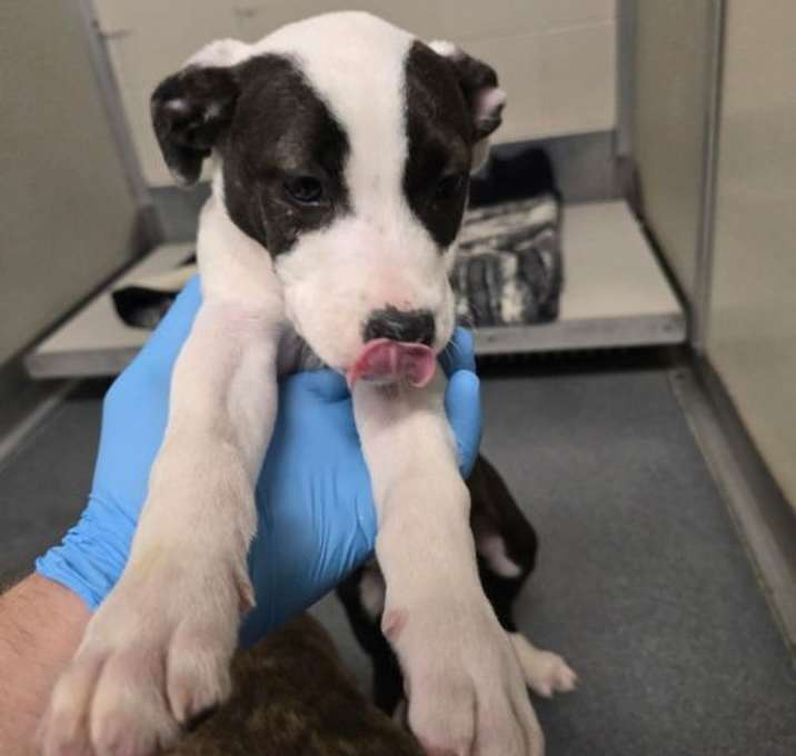 Photo of PR 56 Rogue