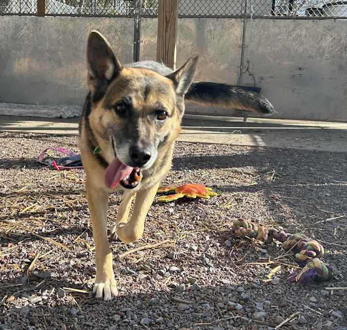 Photo of Nova (25-465)