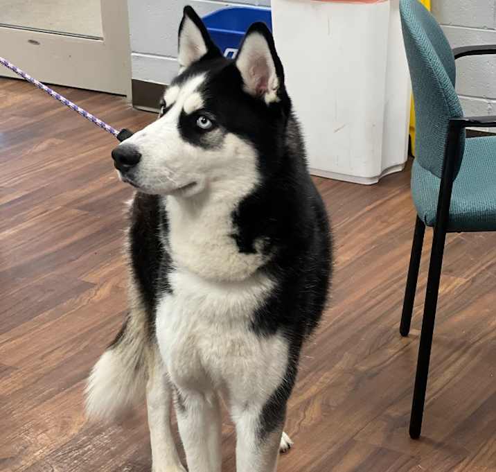 Photo of Maximillian