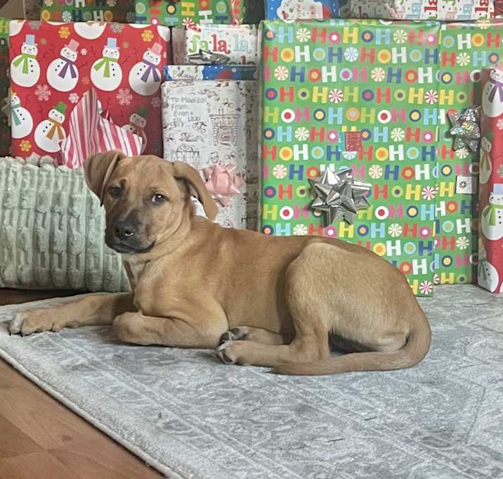 Photo of Feisty in CT