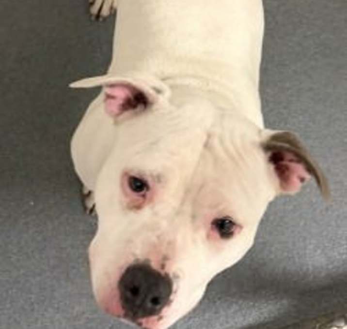 Photo of DA 8 Snowbeam