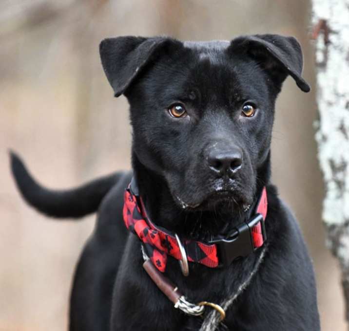 Photo of Puma #21517