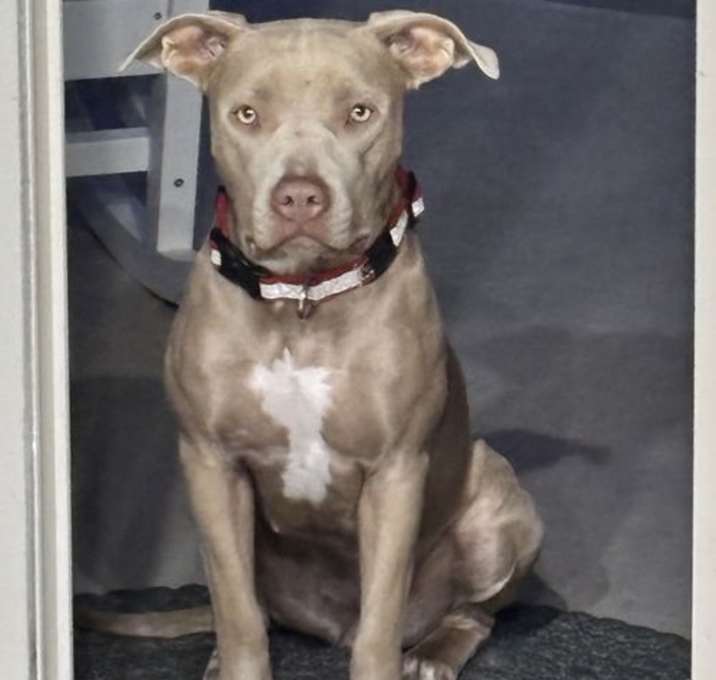 Photo of Mocha- Momo