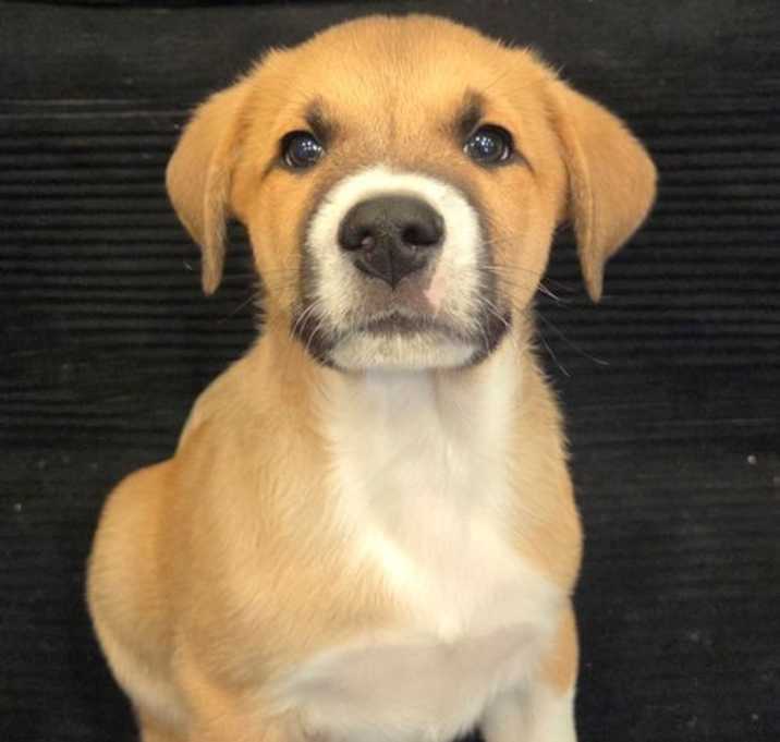 Photo of PUPPY ELTON