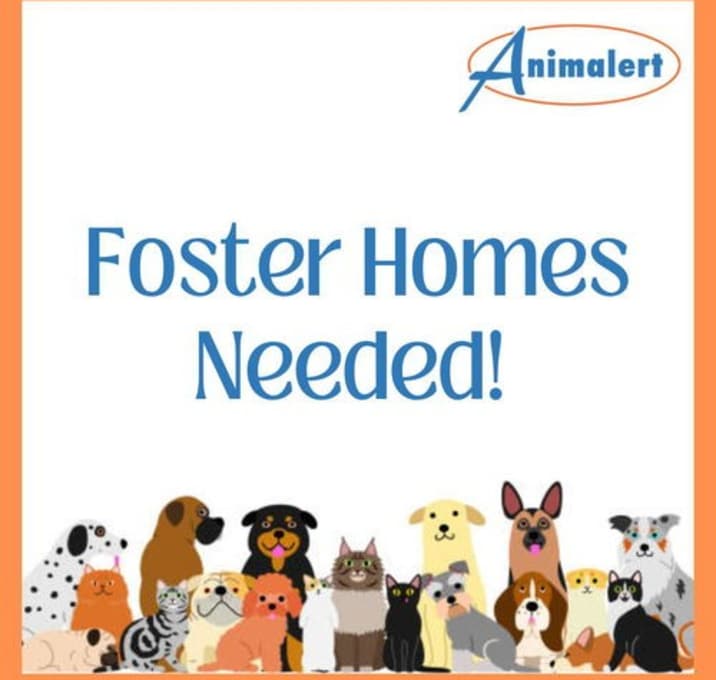 Photo of Foster Homes Needed!