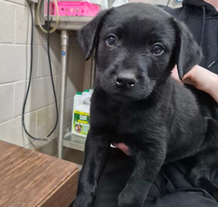 Photo of Santa's Little Helper 