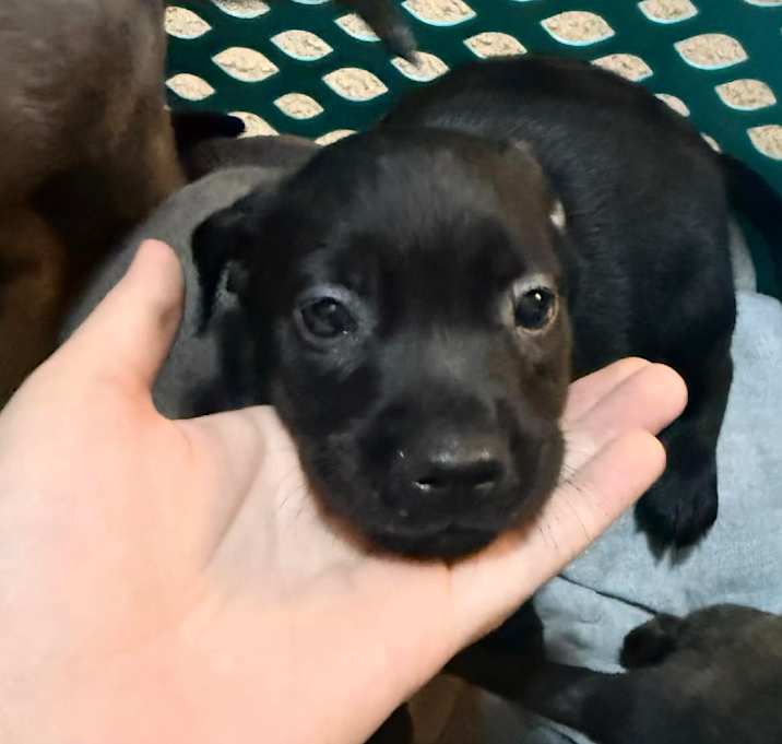 Photo of Midnight Pepper-Puppy3