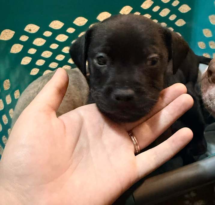 Photo of Woody Pepper-Puppy1