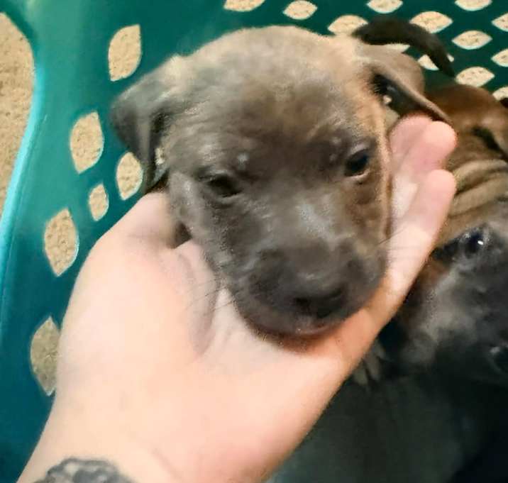 Photo of Ginger Pepper-Puppy2