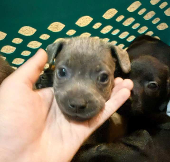 Photo of Hazel Pepper-Puppy6