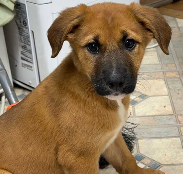 Photo of NY Titus Avail Dec 27 (Tractor Supply - Patterson)