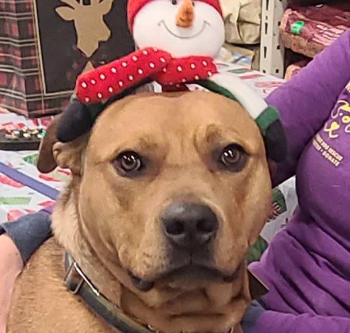 Photo of Churro-Foster Me?