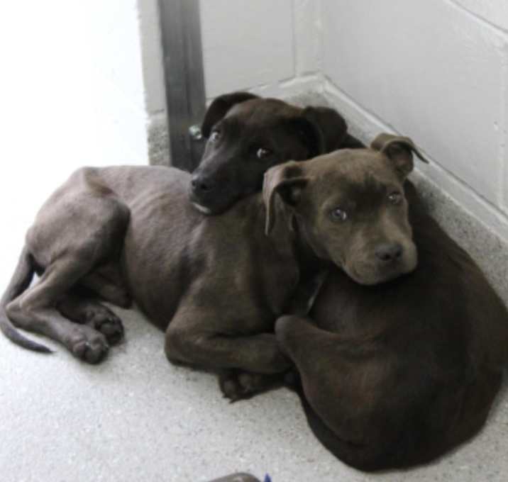 Photo of Echo & Wisper PLEASE HELP‼️