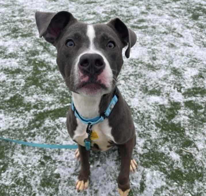 Photo of Buzz VII 134