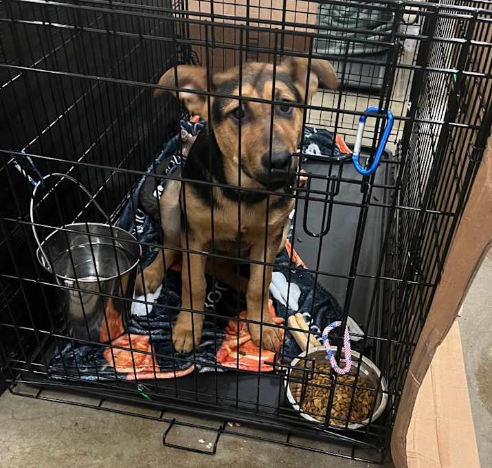 Photo of Pacific Rose