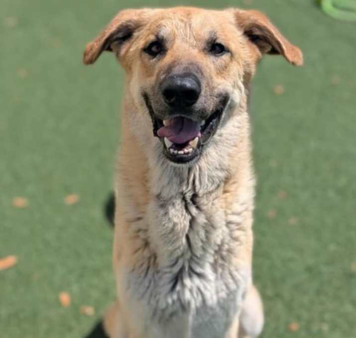 Photo of Champ - $75 Adoption Fee!  Diamond Dog!