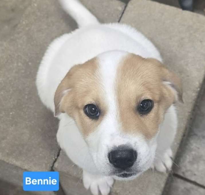 Photo of Bennie