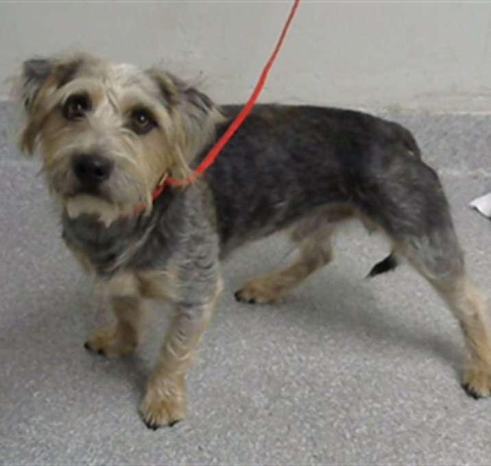 Photo of SNICKERDOODLE