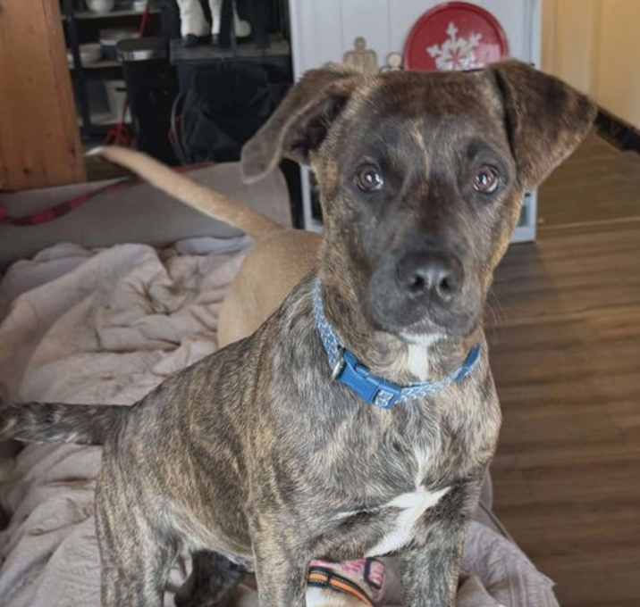 Photo of Rex (Pompey-NY)